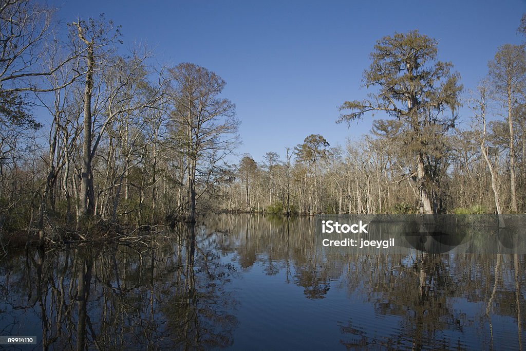 Palude 19 - Foto stock royalty-free di Louisiana