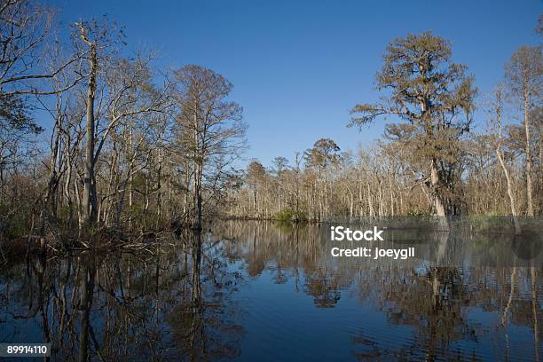 Foto de Pântano 19 e mais fotos de stock de Luisiana - Luisiana, Pântano, Alabama