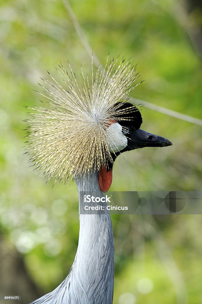 Grue couronnée d'Afrique - Photo de Animal vertébré libre de droits