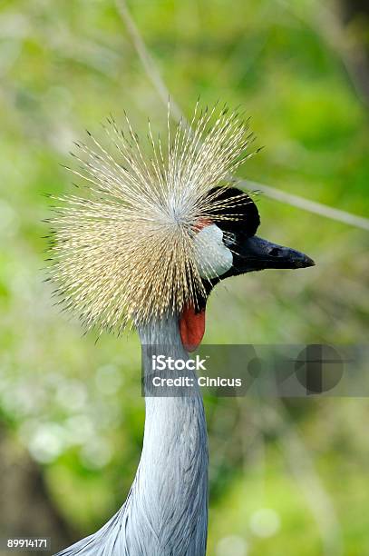 Foto de Groucoroado e mais fotos de stock de Animal - Animal, Aviário, Balearica Regulorum Gibberceps