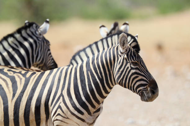 istock Zebras in Etosha National Park 899144914