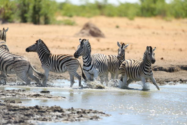 istock Zebra at waterhole in Etosha National Park 899144952