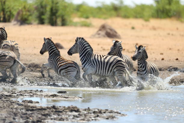 istock Zebra at waterhole in Etosha National Park 899144954