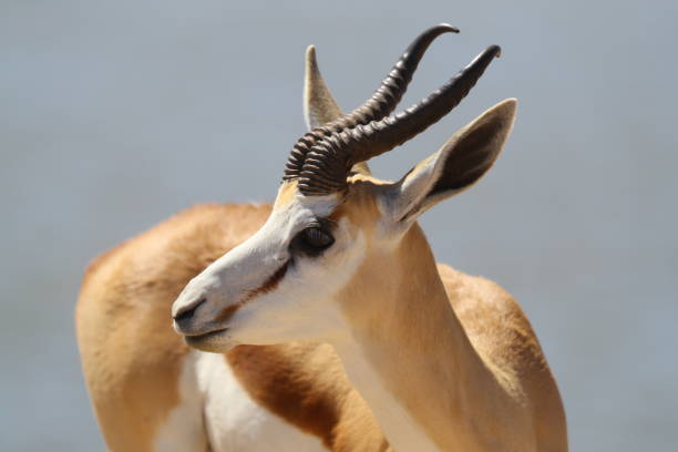 istock Springbok in Etosha National Park 899145400