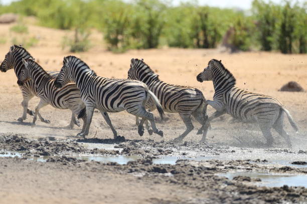 istock Zebra at waterhole in Etosha National Park 899145606