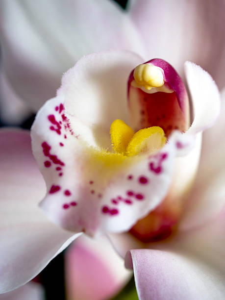 Orquídea blanca - foto de stock