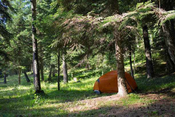 istock Tent in the forest 899150530