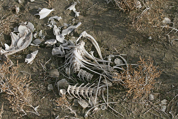 istock Fish skeleton in dried-out lake bed 89915077