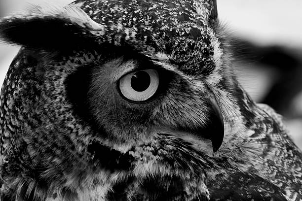 istock Black and White Great Horned Owl 89915127