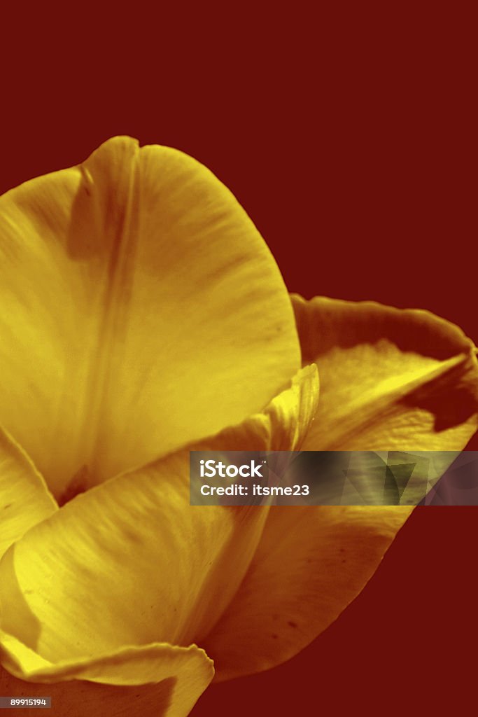 Natureza-tulip - Royalty-free Amarelo Foto de stock