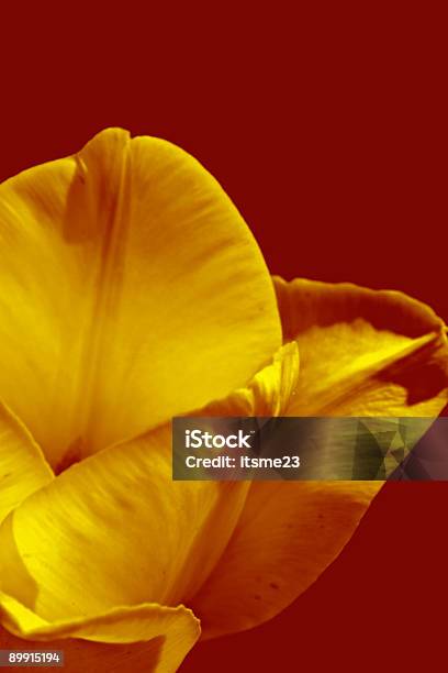 Naturezatulip - Fotografias de stock e mais imagens de Amarelo - Amarelo, Botânica - Ciência de plantas, Cores