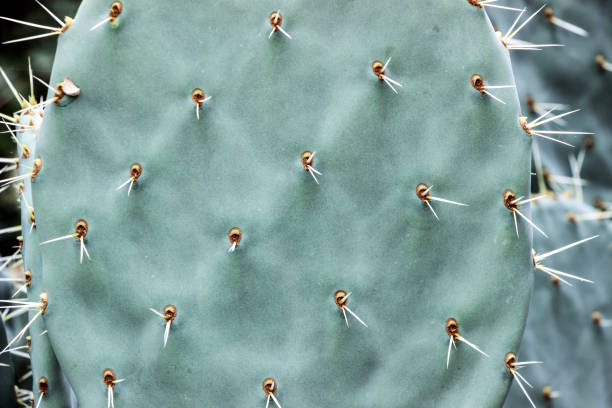 istock green cactus plant with thorns 899153272