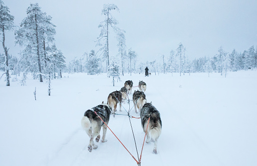 Husky dogs pulling a sledge in Arctic Finland