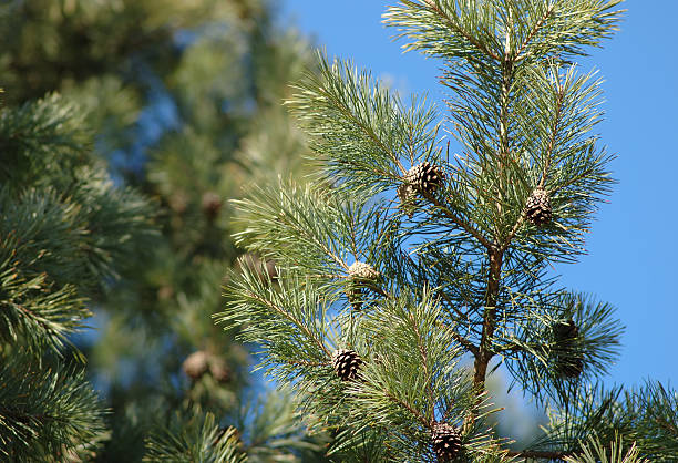 Pine branch with cones stock photo