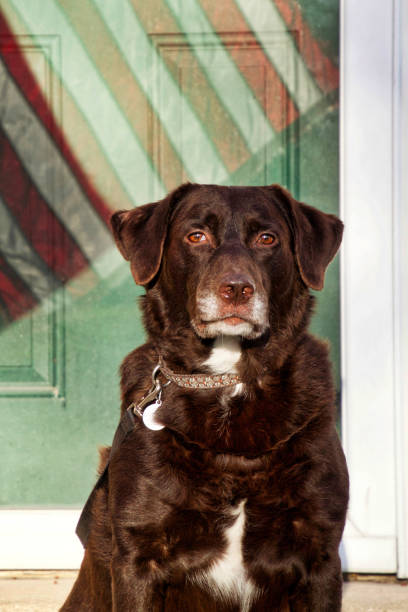 chocolat labrador retriever et posing sur le perron avant de la maison avec la réflexion du drapeau américain. - front stoop photos et images de collection