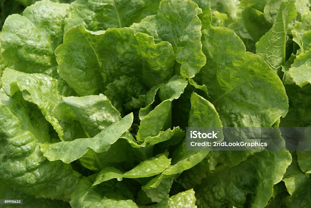 Lechuga en el jardín - Foto de stock de Agricultura libre de derechos