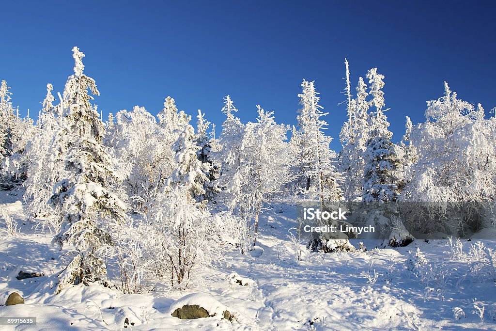 Congelato alighted Foresta al tramonto - Foto stock royalty-free di Albero