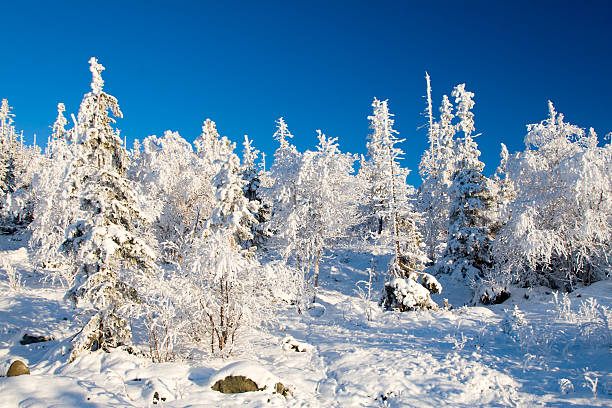 Frozen forest alighted by sunset stock photo