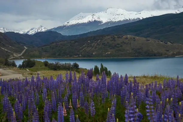 Spring in Patagonia. Lupins flowering on the shore of Lago General Carrera in Northern Patagonia, Chile.