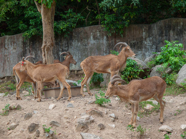 istock Young Barbary Sheep at Khao Kheow Open Zoo. 899157866