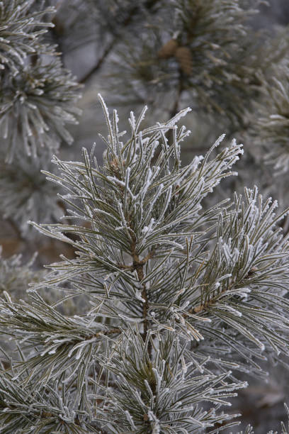 istock Branches in hoarfrost. Green needles. Small cones 899160116
