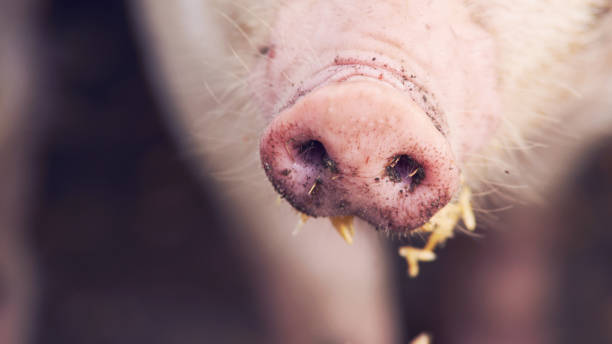 istock Dirty pig nose eating. Close up 899160486