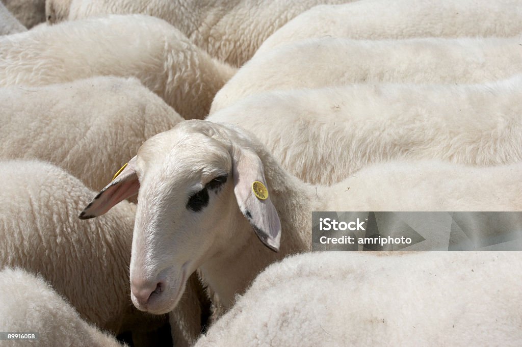 Einer der Herde - Lizenzfrei Agrarbetrieb Stock-Foto