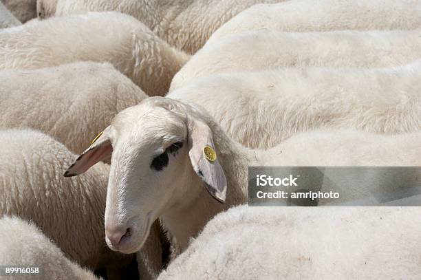 Einer Der Herde Stockfoto und mehr Bilder von Agrarbetrieb - Agrarbetrieb, Farbbild, Fleisch