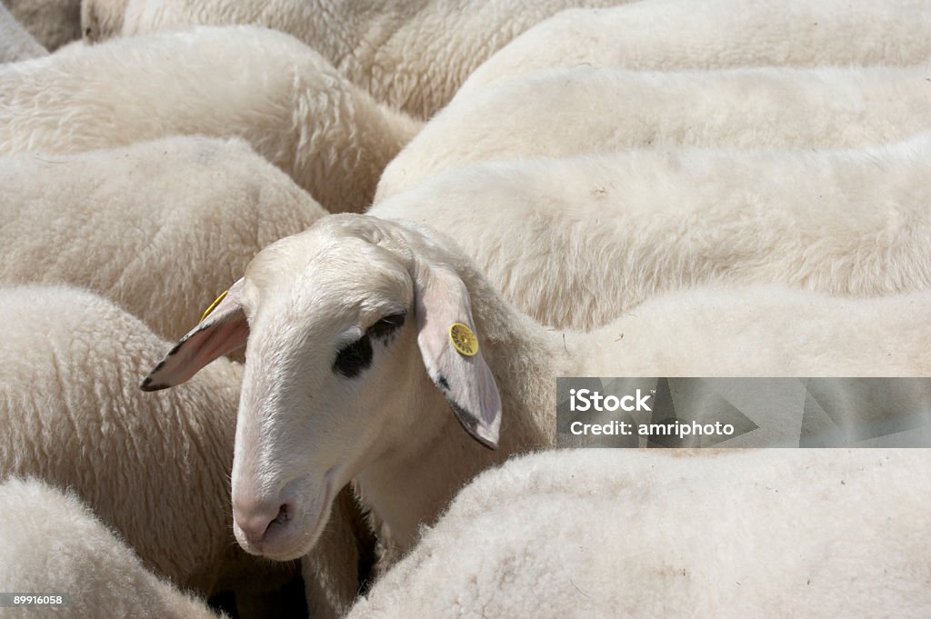 Uno de la manada - Foto de stock de Agricultura libre de derechos