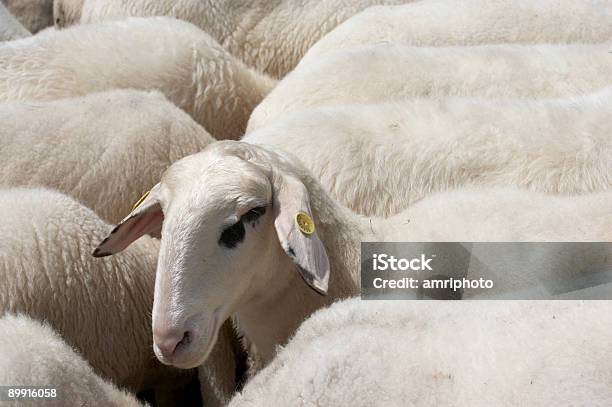 Uno De La Manada Foto de stock y más banco de imágenes de Agricultura - Agricultura, Aire libre, Animal