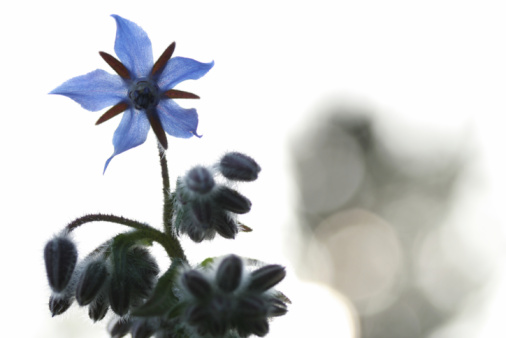 High key view of a blue backlit borage flower against a white background
