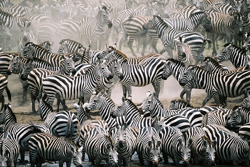 Zebra mingle with thousands of wildebeest on the banks of the Mara River during the annual great migration. In the Masai Mara. Every year 1.5 million wildebeest make the trek from Tanzania to Kenya.