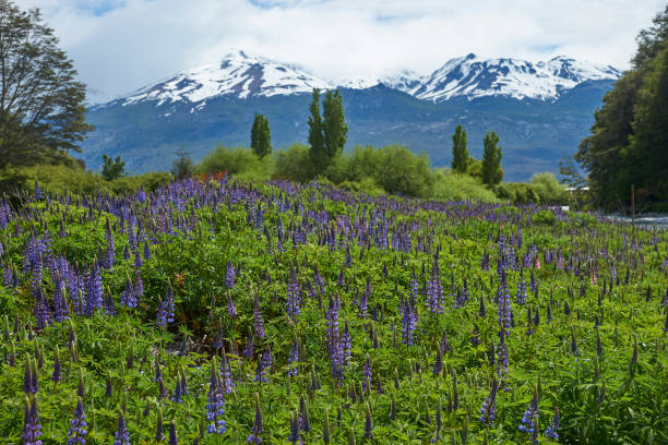 istock Spring flowers in Patagonia 899161232