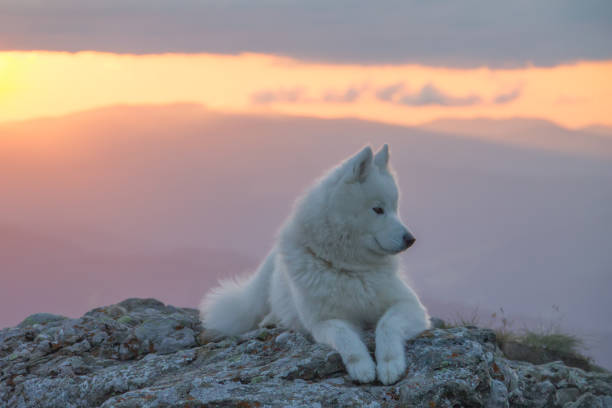 istock Beautiful white samoyed dog standing on a rock 899165062