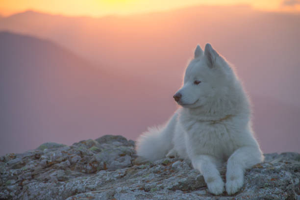 istock Beautiful white samoyed dog standing on a rock 899165102