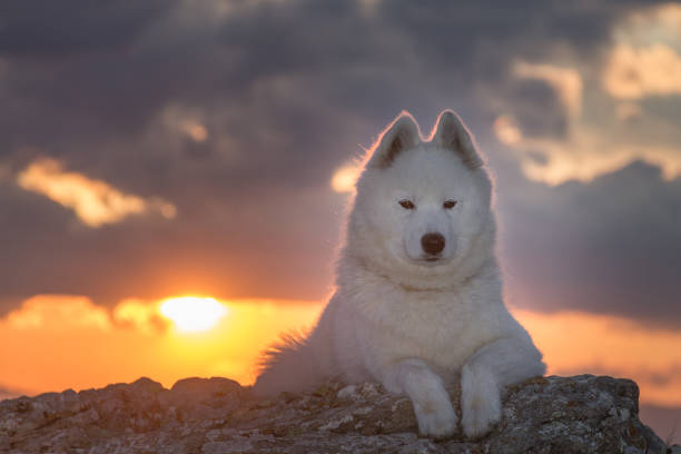 istock Beautiful white samoyed dog standing on a rock 899165120