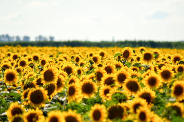 istock field of blooming sunflowers 899165784