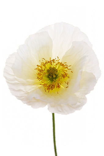 Red poppy flower isolated on white background. Ideal background for invitations, web, business cards and advertisements.