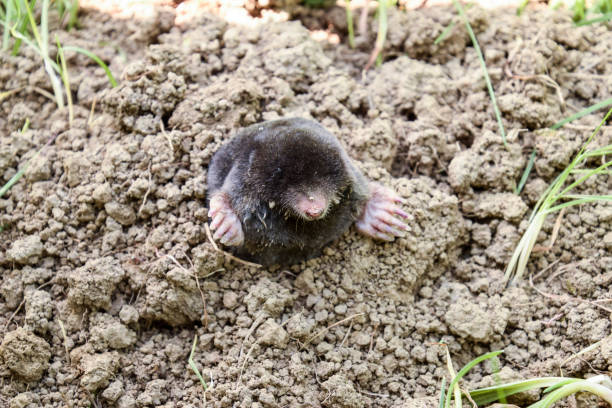 istock mole climbs out of the hole. Black mole. A mound of earth from a mole. An underground animal is a mole. 899168480