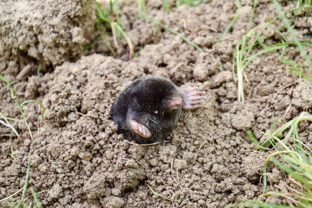 istock mole climbs out of the hole. Black mole. A mound of earth from a mole. An underground animal is a mole. 899168496