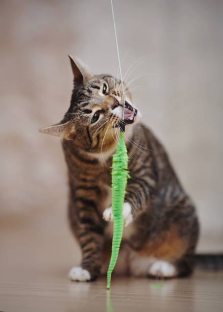 istock Young striped cat plays with a green toy. 899169316