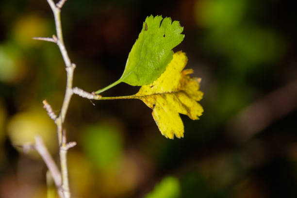 istock autumn leaves in forest in south germany 899169584