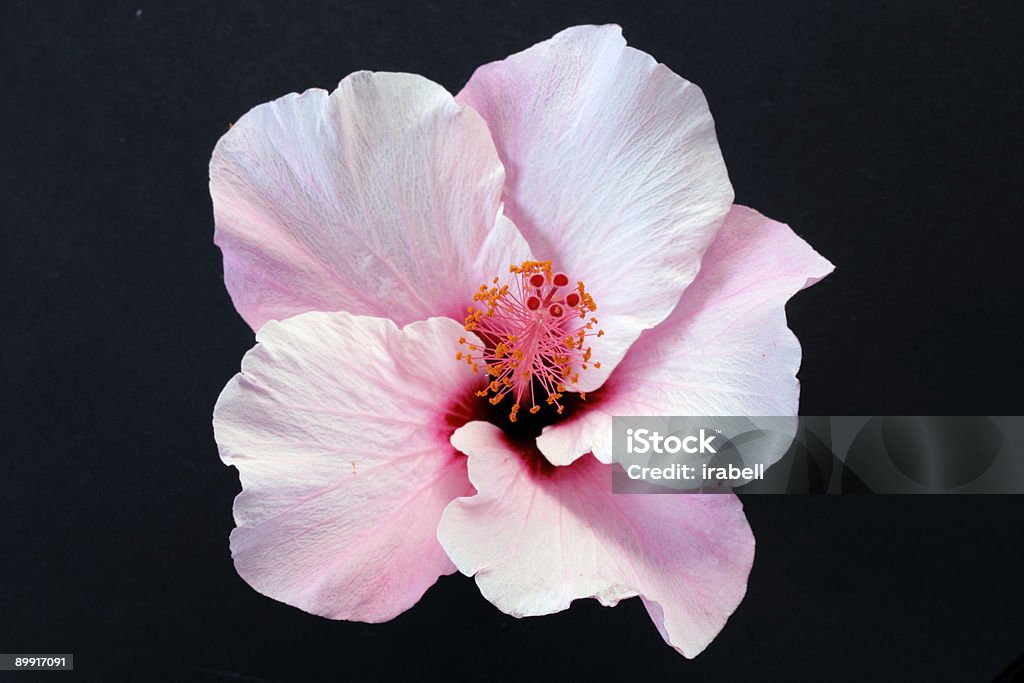 Rosa hibiscus isolado no fundo preto - Foto de stock de Amarelo royalty-free