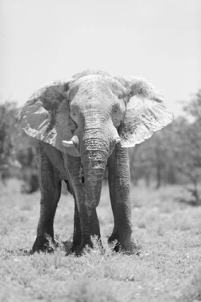 istock Elephant gazes in Etosha National Park 899173084