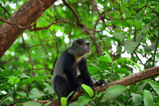 The blue monkey or diademed monkey (Cercopithecus mitis) on the branch in the Lake Manyara national park, Tanzania, Africa