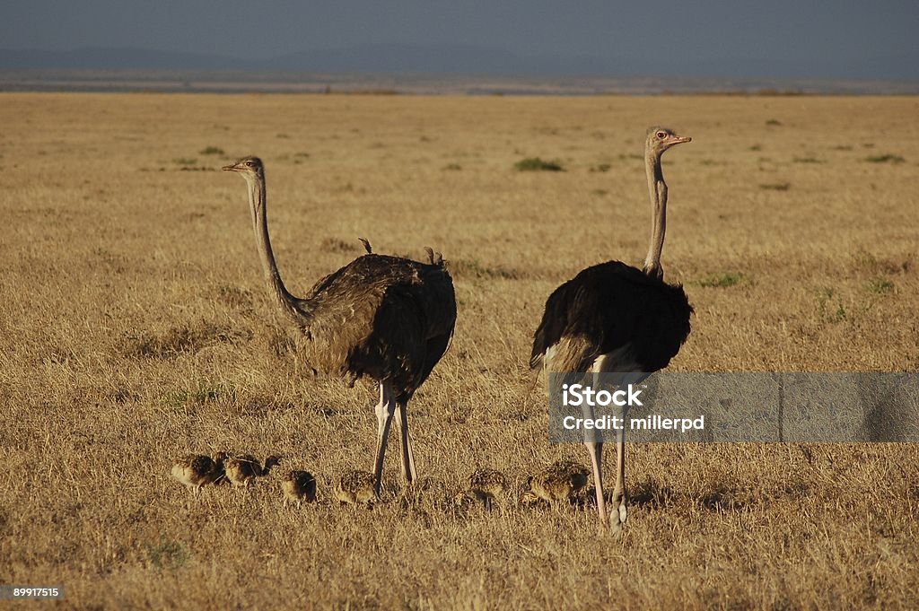 Família de avestruz - Foto de stock de Alimentar royalty-free