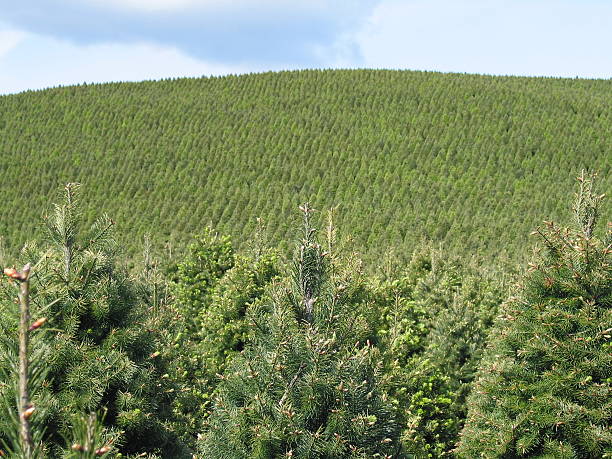 Christmas Trees stock photo