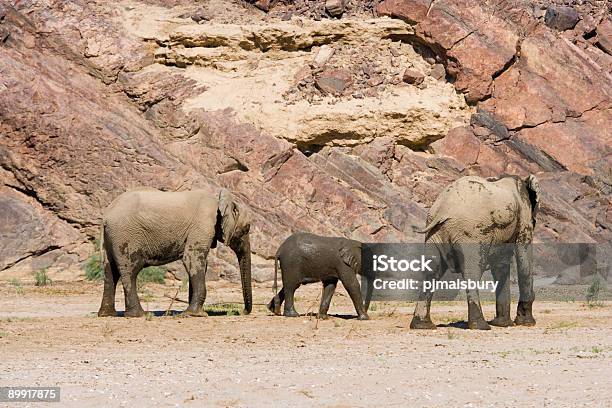 Deserto Elefanti - Fotografie stock e altre immagini di Africa - Africa, Ambientazione esterna, Animale