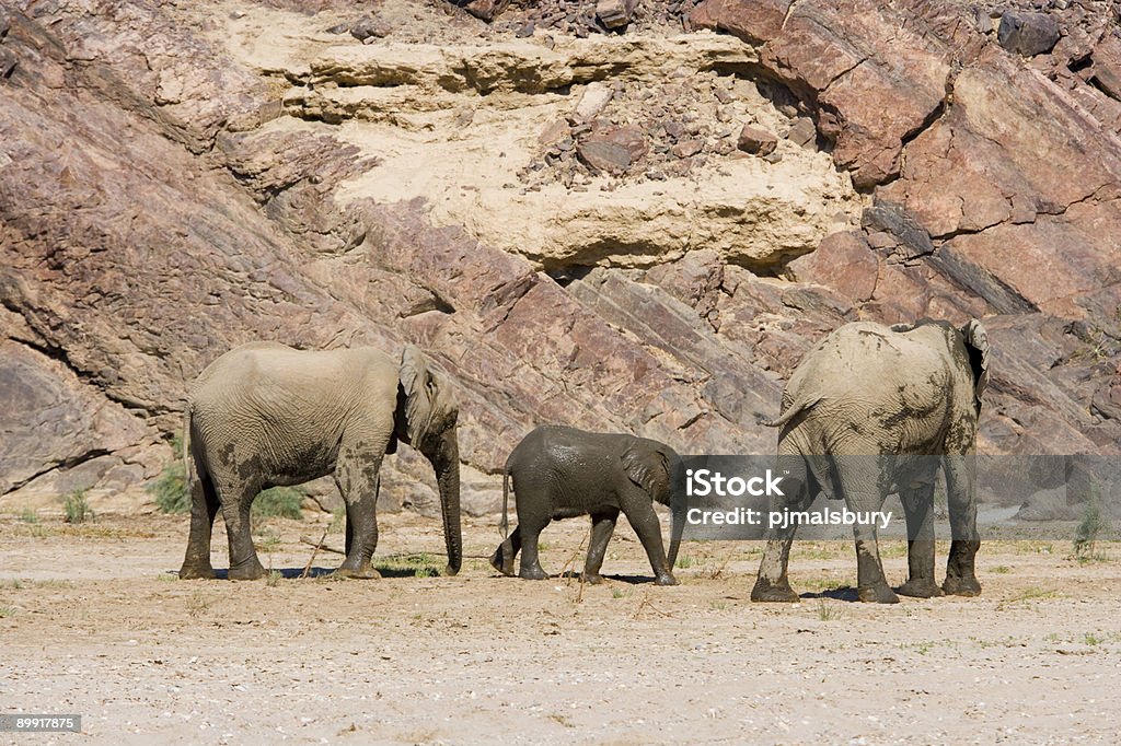 Elefantes no Deserto - Royalty-free Animal Foto de stock