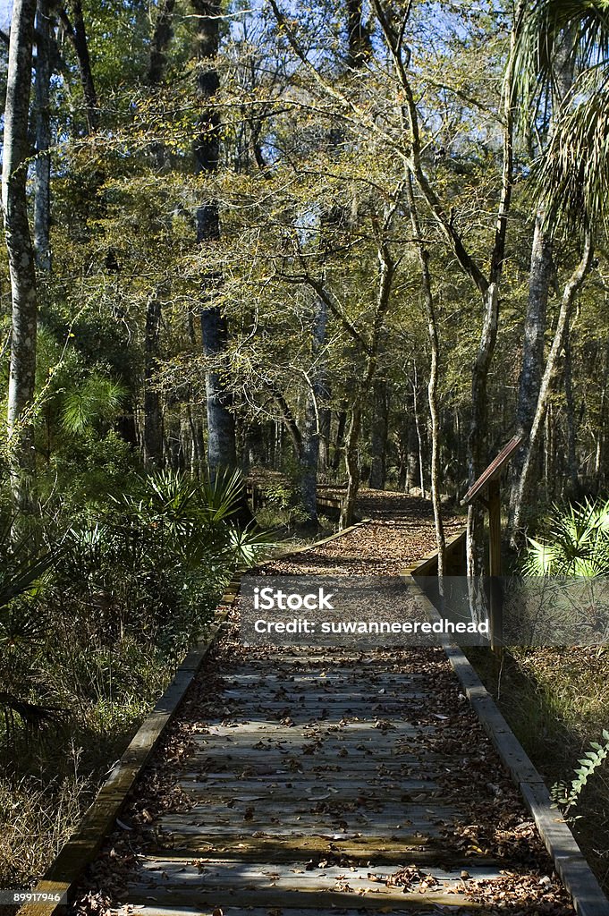 秋のボードウォーク - オークの木のロイヤリティフリーストックフォト